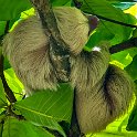 CRI PUN Quepos 2019MAY15 011  First stop after collecting our rental car was   Parque Nahomi  , where the security guard put us on to a sloth hanging out at the entrance. : - DATE, - PLACES, - TRIPS, 10's, 2019, 2019 - Taco's & Toucan's, Americas, Central America, Costa Rica, Day, May, Month, Puntarenas, Quepos, Wednesday, Year
